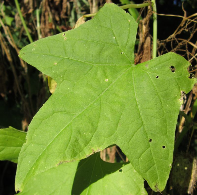 Prickly Cuc leaf